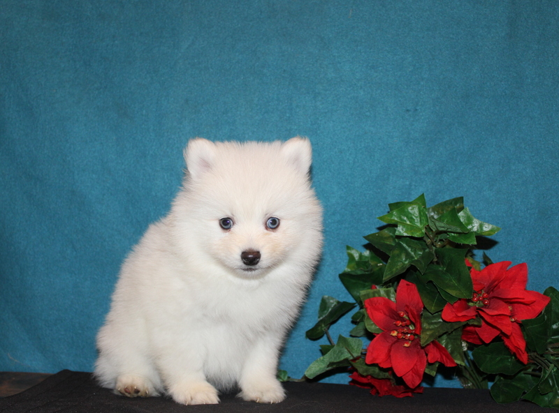 puppy, for, sale, Pomsky, Matthew B. Stoltzfus, dog, breeder, Gap, PA, dog-breeder, puppy-for-sale, forsale, nearby, find, puppyfind, locator, puppylocator, aca